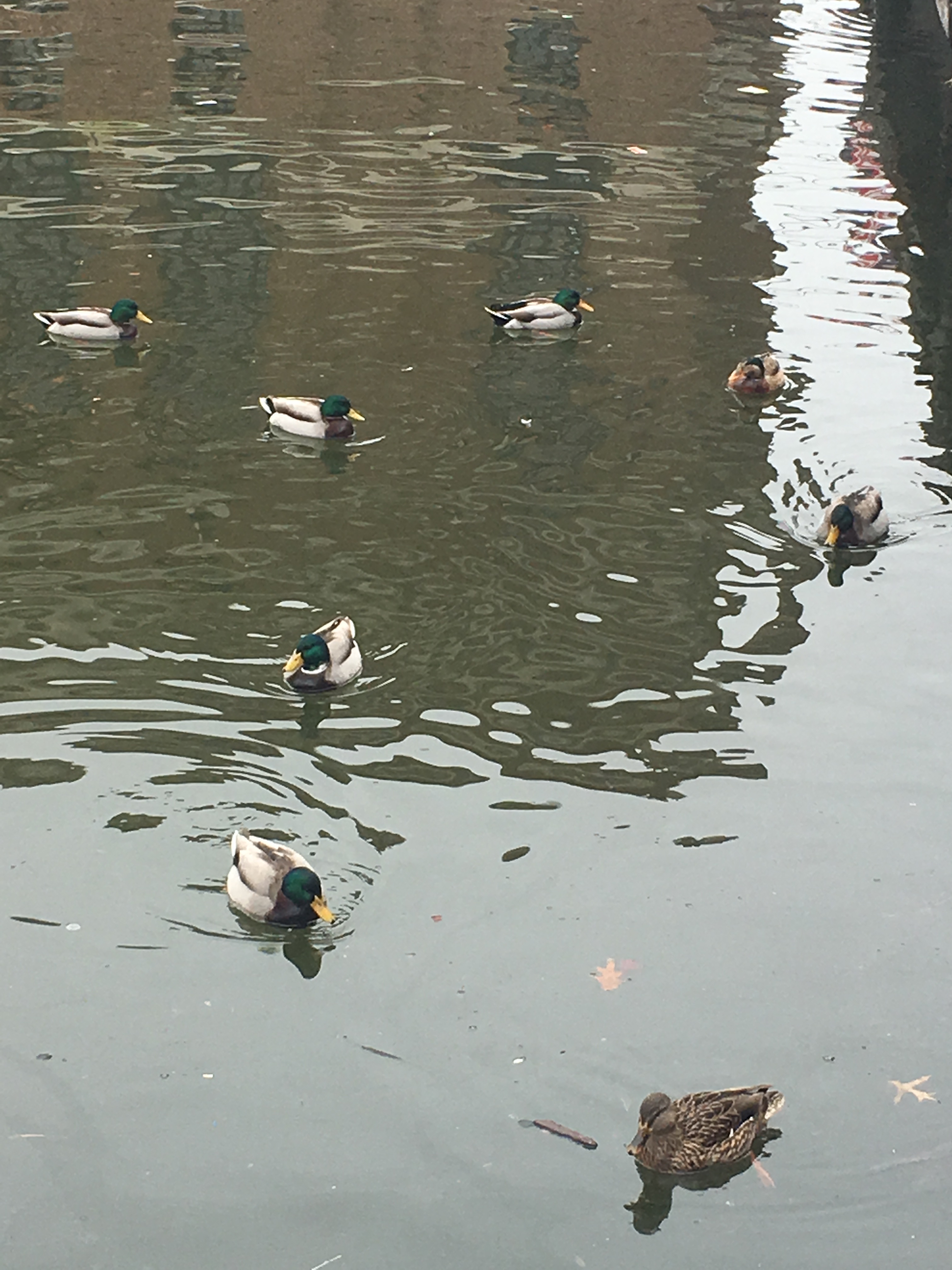 Baltimore, Maryland, ducks